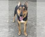 Small #1 German Shepherd Dog