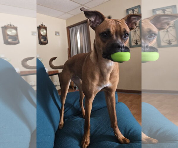 Medium Photo #5 Boxer-Unknown Mix Puppy For Sale in Williamsburg, IA, USA