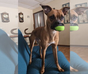 Nelly - Female Boxer-Unknown Mix Dog for Adoption - Photo #5