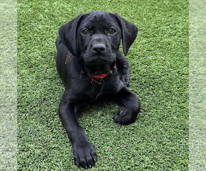 Mutt Dogs for adoption in Fort Worth, TX, USA