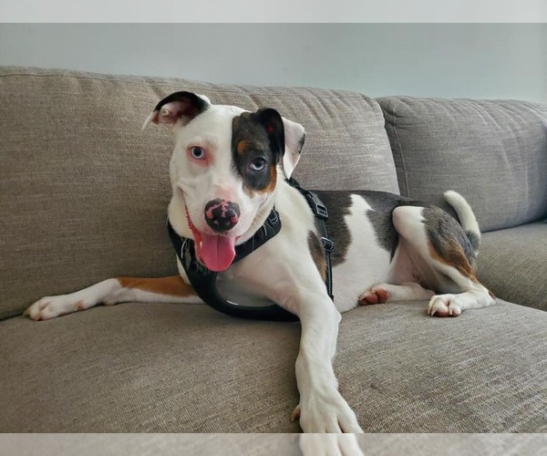 Medium Photo #2 Catahoula Leopard Dog-Unknown Mix Puppy For Sale in Oakhurst, NJ, USA