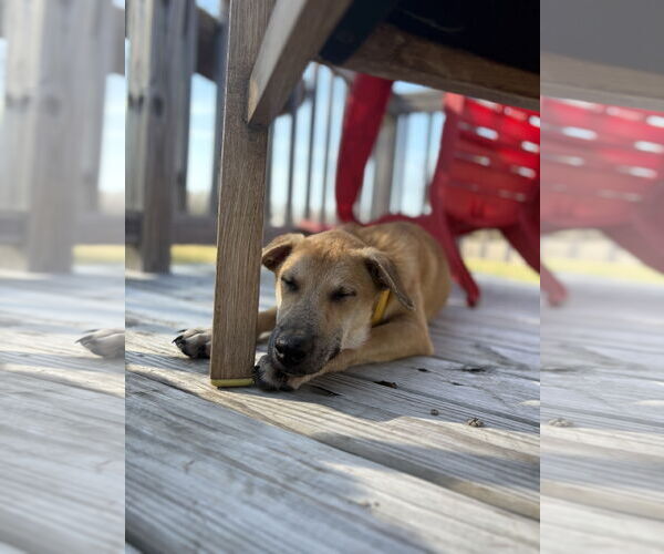 Medium Photo #2 Labrador Retriever-Unknown Mix Puppy For Sale in Virginia Beach, VA, USA