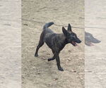 Small #2 Mutt