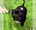 Small American Bulldog Mix