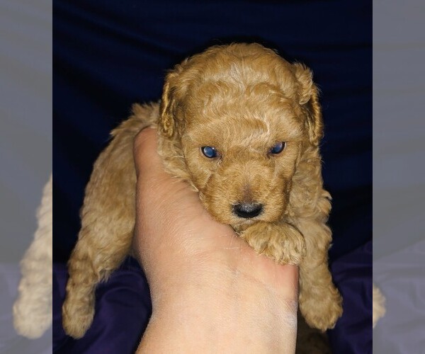 Medium Photo #15 Poodle (Toy) Puppy For Sale in CARTHAGE, MO, USA