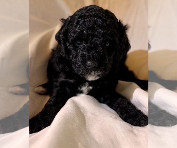 Medium Photo #73 Miniature Bernedoodle Puppy For Sale in AUBURNDALE, FL, USA
