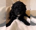 Small Photo #73 Miniature Bernedoodle Puppy For Sale in AUBURNDALE, FL, USA