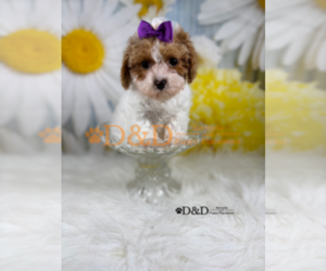 Cavapoo Puppy for sale in RIPLEY, MS, USA
