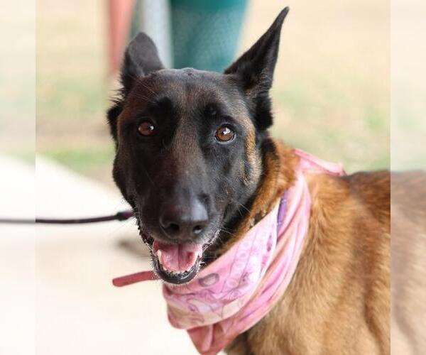 Medium Photo #1 Mutt Puppy For Sale in San Antonio, TX, USA