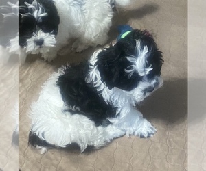 Shih-Poo Puppy for sale in GLOUCESTER, VA, USA