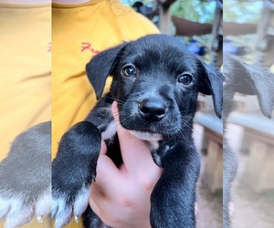 Collie-Unknown Mix Dogs for adoption in New Orleans, LA, USA