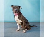 Small #1 American Pit Bull Terrier