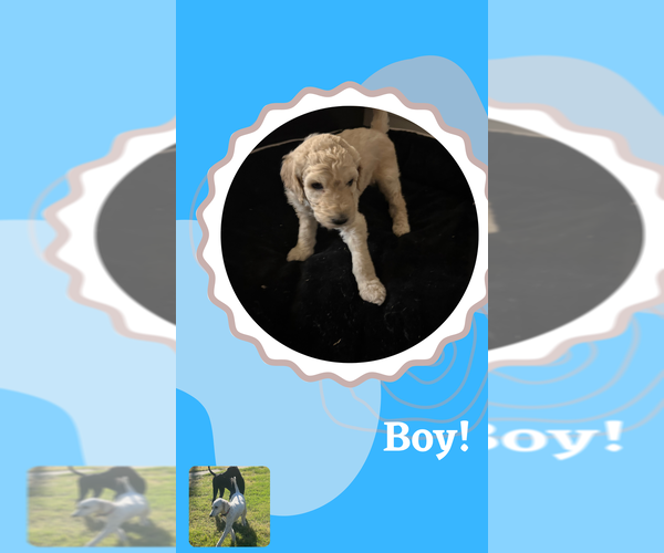 Medium Photo #5 Poodle (Standard) Puppy For Sale in SACRAMENTO, CA, USA