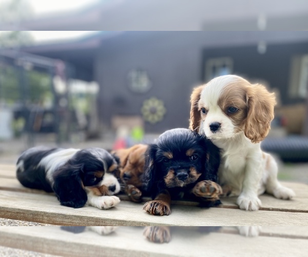 Medium Photo #1 Cavalier King Charles Spaniel Puppy For Sale in DELEVAN, NY, USA