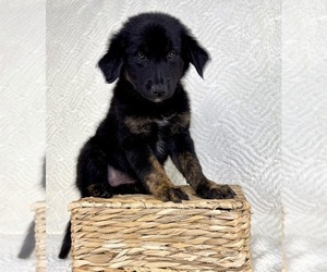 Golden Shepherd Puppy for sale in GREENFIELD, IN, USA