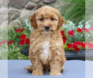 Goldendoodle Puppy for sale in EAST EARL, PA, USA