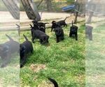 Small Photo #5 Labrador Retriever Puppy For Sale in SAINT CHARLES, MO, USA