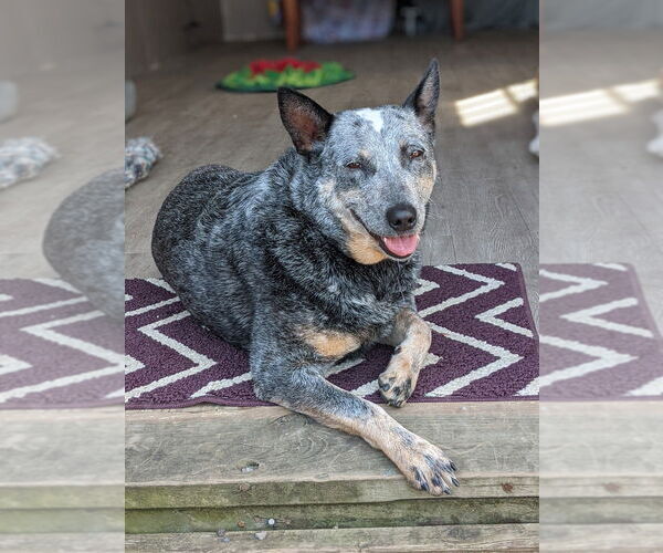 Medium Photo #4 Mutt Puppy For Sale in Elmsford, NY, USA