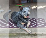 Small #3 Mutt