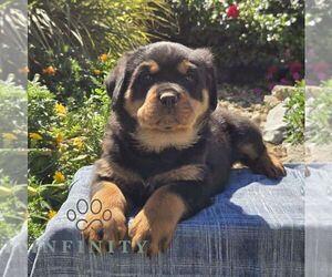 Rottweiler Puppy for sale in SHIPPENSBURG, PA, USA