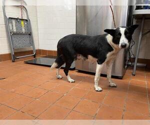 Border Collie Dogs for adoption in Camarillo, CA, USA