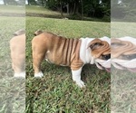 Puppy Darla Bulldog