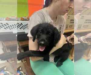 Medium Spaniel Mix