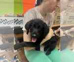 Small Spaniel Mix
