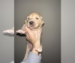 Small Photo #20 Golden Retriever Puppy For Sale in CONCORD, VA, USA