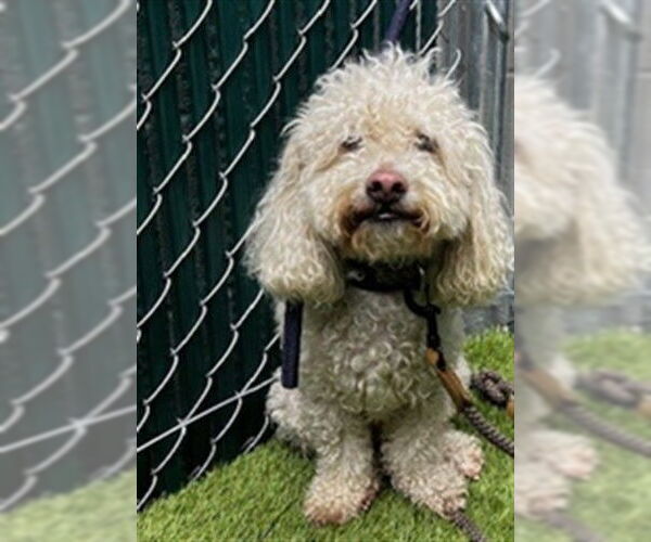 Medium Photo #1 Poodle (Miniature)-Unknown Mix Puppy For Sale in Downey, CA, USA