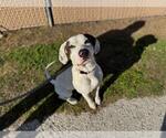 Small Labrador Retriever