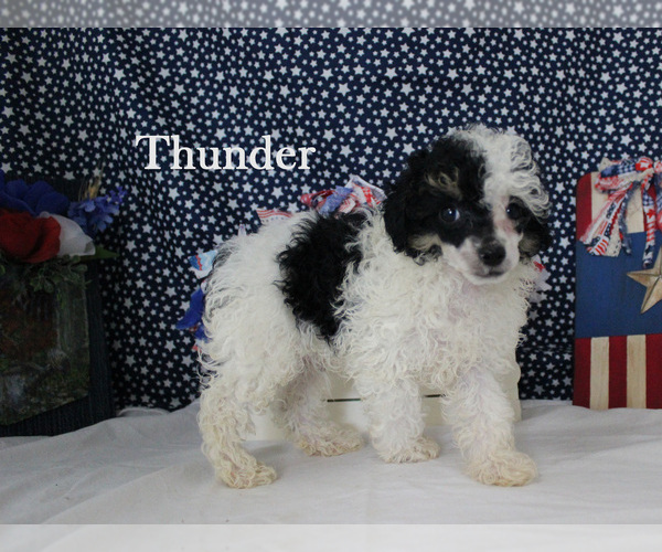 Medium Photo #13 Poodle (Toy) Puppy For Sale in CHANUTE, KS, USA