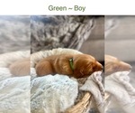 Small #1 Golden Retriever