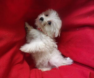 Medium Maltese