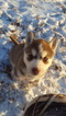 Puppy 1 Siberian Husky