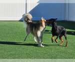 Small Photo #19 Doberman Pinscher Puppy For Sale in Buffalo, MN, USA