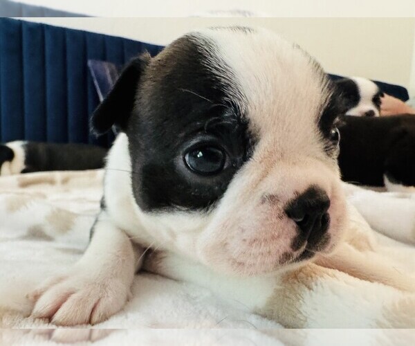 Medium Photo #7 Boston Terrier Puppy For Sale in CARMICHAEL, CA, USA