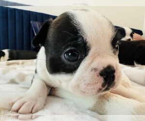 Medium Boston Terrier