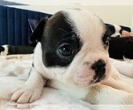 Puppy 3 Boston Terrier