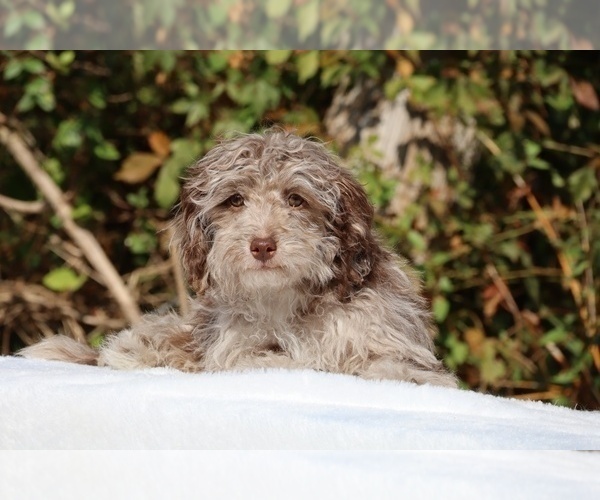Medium Photo #10 ShihPoo Puppy For Sale in DYERSBURG, TN, USA