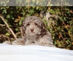 Small #9 ShihPoo