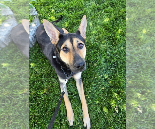 Medium Photo #18 German Shepherd Dog-Unknown Mix Puppy For Sale in Brewster, NY, USA