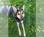 Small #17 German Shepherd Dog Mix