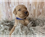 Small Photo #8 Goldendoodle Puppy For Sale in CONCORD, NC, USA