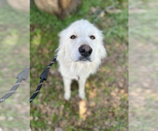 Medium Photo #1 Great Pyrenees Puppy For Sale in Spring, TX, USA