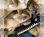 Small #3 Beagle Mix
