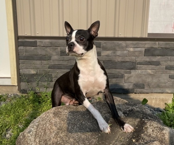 Medium Photo #1 Boston Terrier Puppy For Sale in ATHENS, WI, USA