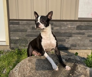 Mother of the Boston Terrier puppies born on 04/02/2026