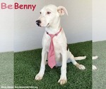 Small American Pit Bull Terrier Mix