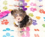 Small #2 Cockapoo (Toy)-Poodle (Toy) Mix